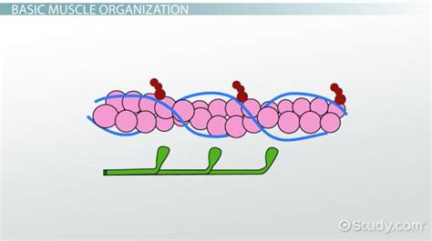 Tropomyosin: Definition, Structure & Function - Video & Lesson Transcript | Study.com