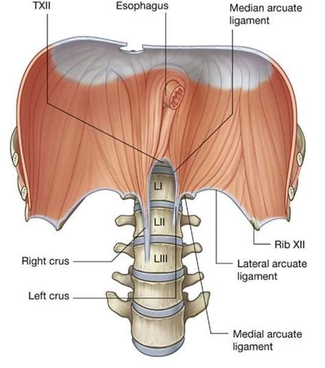 Image result for median arcuate ligament of the diaphragm | Vascular ultrasound, Ultrasound ...