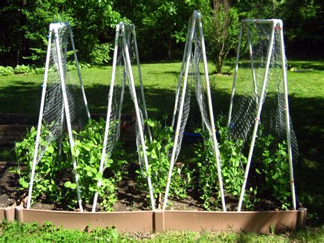 PVC Pea Trellises