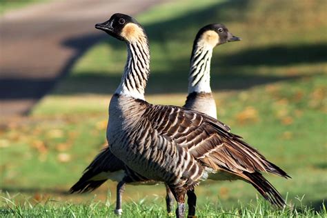 7 Fun Facts About the Nene, or Hawaiian Goose - Hawaii Magazine