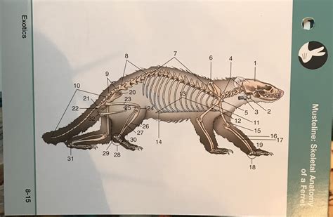 Anatomy Of Ferret