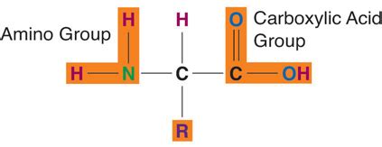 Protein Structure