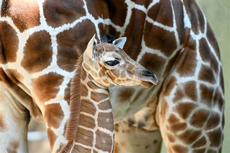 It’s a (Very Tall) Girl! Brookfield Zoo Welcomes Baby Giraffe | Chicago News | WTTW