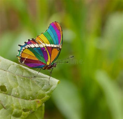 230+ Rainbow butterfly Free Stock Photos - StockFreeImages