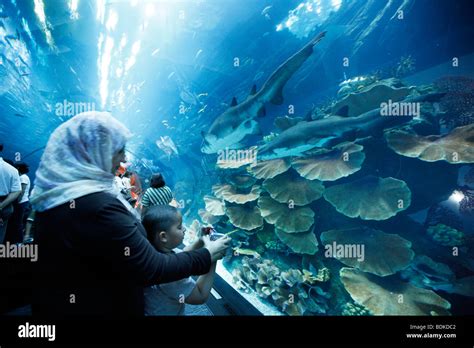 Ssurvivor: Dubai Mall Zoo Aquarium