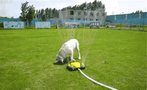 Dog Water Sprinkler