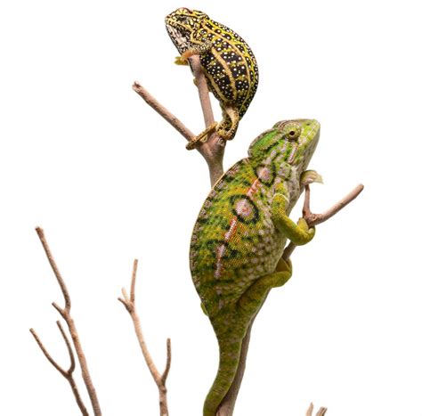 Jeweled Chameleon - Furcifer campani and Carpet Chameleon - Furcifer Lateralis - Females ...