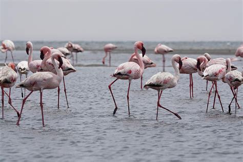 Walvis Bay Flamingos 3 Photograph by Ernest Echols - Pixels