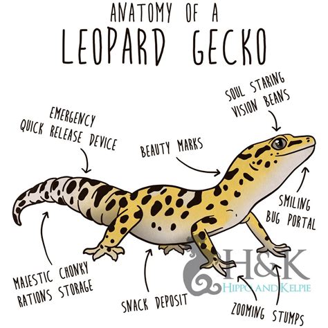 Leopard Gecko Coffee Mug Cute Reptile Gift Gecko Lover - Etsy