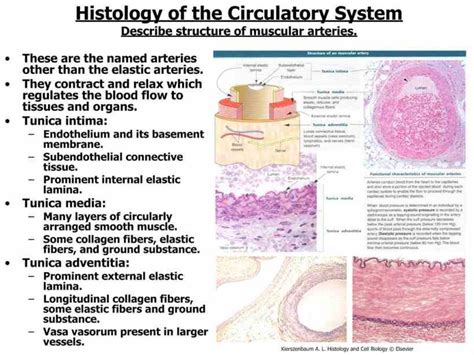 structures Arteries Structure And Function and functions of blood vessels including a summary ...