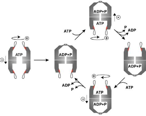 The built-in lid controls the ATPase cycle of group II chaperonins. ATP... | Download Scientific ...