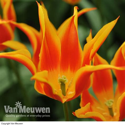 Tulip 'Fly Away' | Van Meuwen Bulb Flowers, Tulips Flowers, Spring ...