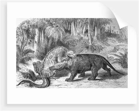 Illustration of Dinosaurs Fighting posters & prints by Corbis