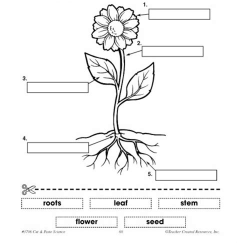 Parts Of A Plant Diagram Labeled