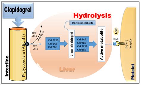 Molecules | Free Full-Text | The Role of Genetic Polymorphism and Other ...