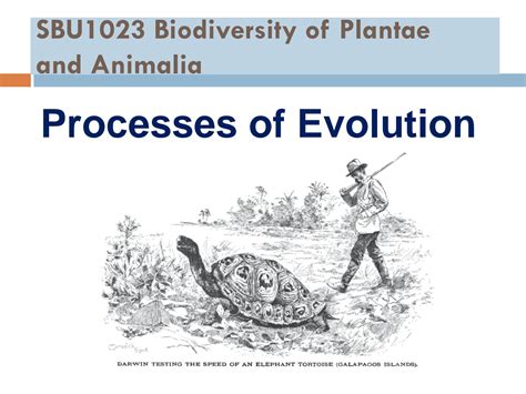 SOLUTION: Biodiversity chapter 1 processes of evolution slide notes - Studypool