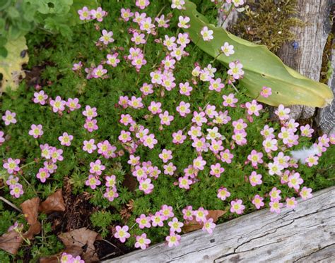 Saxifrage Flower | Best Flower Site