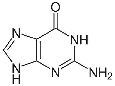 Difference Between Guanine and Guanosine | Compare the Difference Between Similar Terms