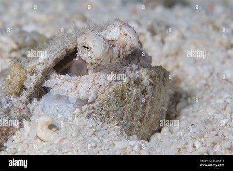 Coconut octopus camouflaging itself among it's surroundings - Amphioctopus marginatus Stock ...