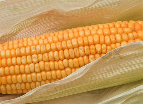 Corn ears Images - Search Images on Everypixel