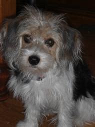 Malteagle (Maltese-Beagle Mix) Info, Puppies, Pictures