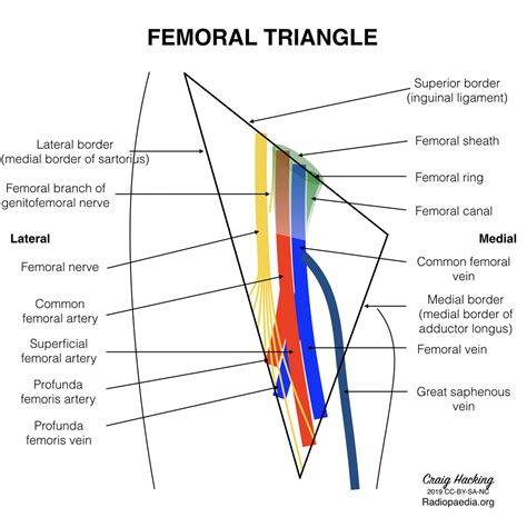 Femoral triangle