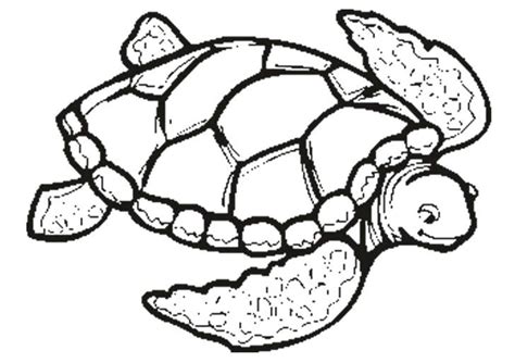 Turtle Coloring Pages PDF - Coloringfolder.com | Turtle coloring pages, Turtle drawing, Animal ...