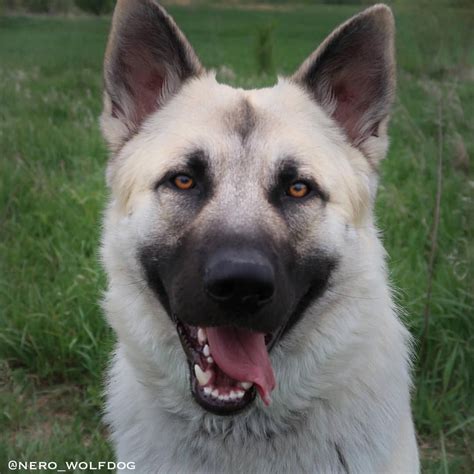 Nero wolfdog hybrid gsd wolf german shepherd | Wolf dog, Puppy time, Wolf hybrid