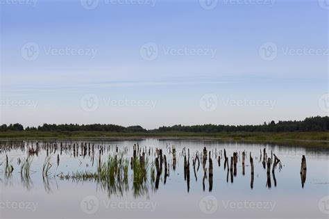 a lake with different plants 9442464 Stock Photo at Vecteezy