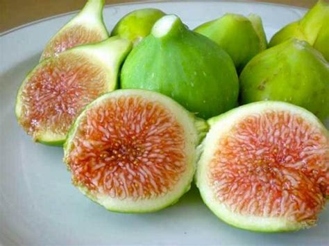 Jual Bibit Buah Tin Hijau (Green Yordan) Unggul & Termurah | Kartani.co.id