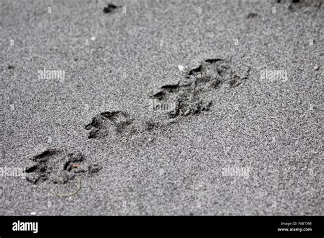 Mink tracks on wet sand of offshore island in Canada Stock Photo - Alamy