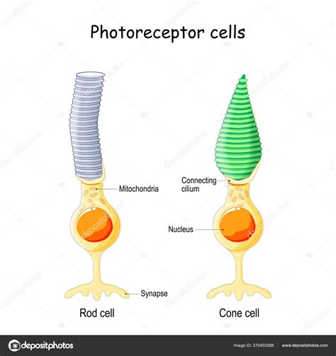 ©망막의 세포입니다 세포는 색각에 반응하여 신호를 보냅니다 시각에 사용되는 올가미 #edesignua의 370493588 스톡 ...