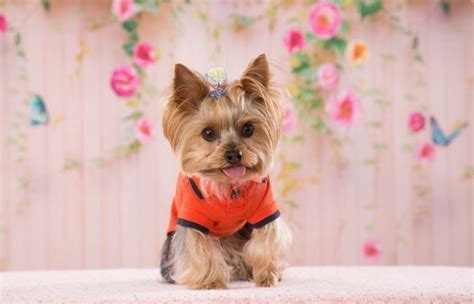 Teacup Yorkie Names For Your Pupper - Groomers' Land