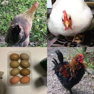 The Complete Guide to Heritage Chicken Breeds - Dine-A-Chook