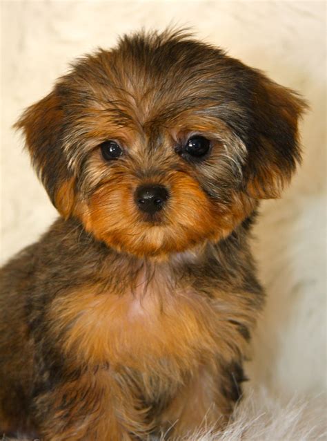 The gallery for --> Toy Yorkie Poo Puppies