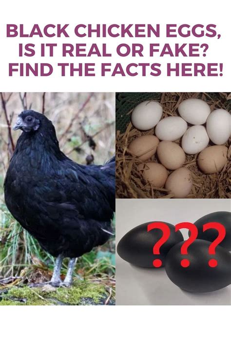 Assumptions about the existence of black chicken eggs may come from people who are interesting ...