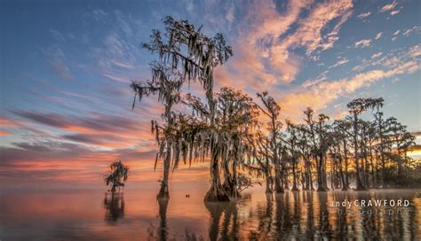 Louisiana Swamp Photographs - Andy Crawford Photography