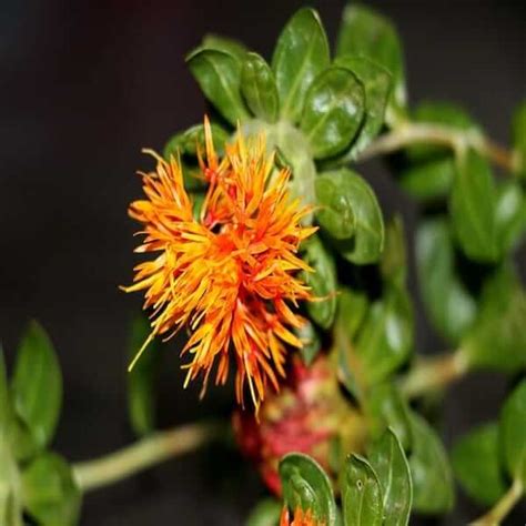 Safflower Seeds For Sale In Bulk Carthamus Tinctorius