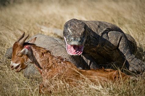 Dragon and goat. | The Komodo dragon (Varanus komodoensis) i… | Flickr