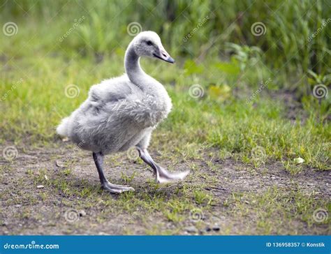 Baby Bird of a Swan Close Up in Sunny Day Stock Image - Image of river, shore: 136958357