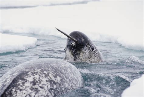 2 Linked to Smuggling Narwhal Tusks Plead Not Guilty - NYTimes.com