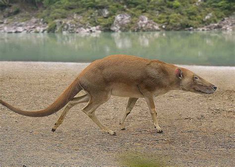 Pictures and Profiles of Prehistoric Whales