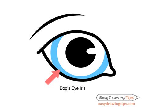 Dog Eyes Svg