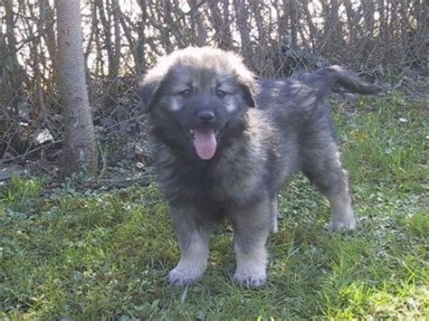 Karst Shepherd Dog Breed Information and Pictures