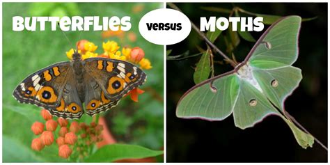 Differences Between Butterflies and Moths – Butterfly Lady