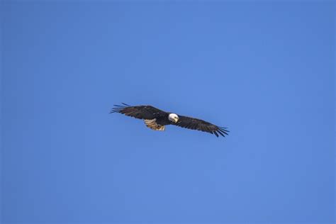 American Bald Eagle Olympic National Park Sony A1 ILCE-1 Fine Art Bald ...