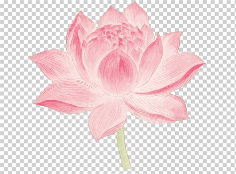 Graphic design Color, Lotus, blue, flower Arranging, artificial Flower png | Klipartz