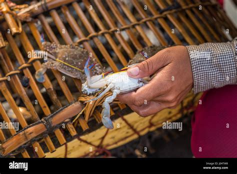 Crab market, Kep, Cambodia, Asia Stock Photo - Alamy