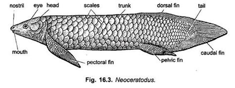 Lung Fish and its Types (With Diagram) | Chordata | Zoology