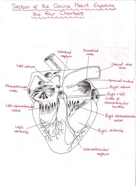 Dog Heart Diagram